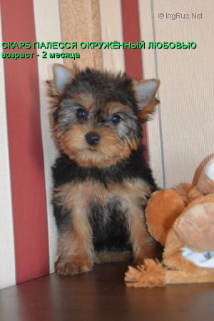 Dog Photo