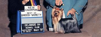 Dog Photo
