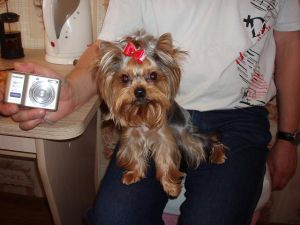 Dog Photo