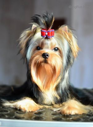 Dog Photo