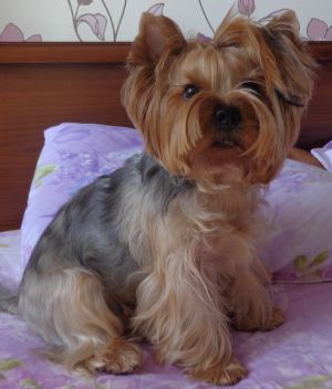 Dog Photo