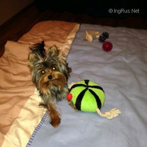 Dog Photo