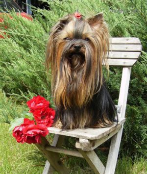 Dog Photo