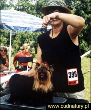 Dog Photo
