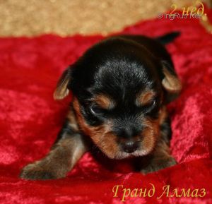 Dog Photo