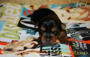 Dog Photo