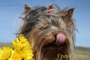 Dog Photo