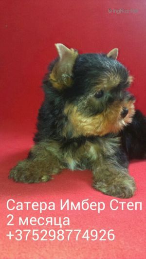Dog Photo
