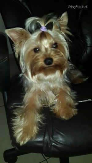 Dog Photo
