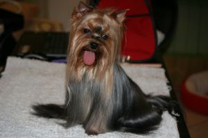 Dog Photo