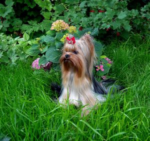 Dog Photo