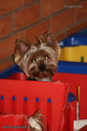 Dog Photo