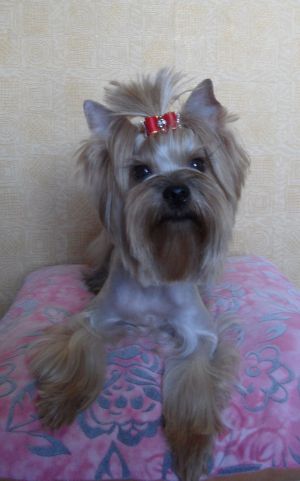 Dog Photo