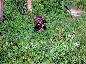 Dog Photo