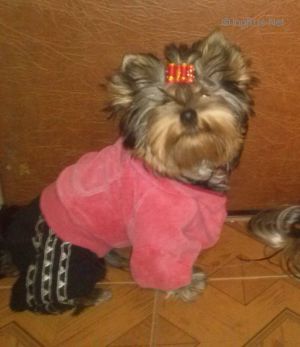Dog Photo