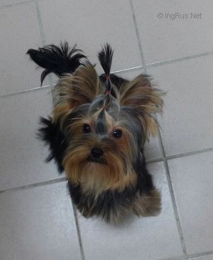 Dog Photo