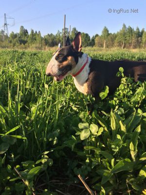 Dog Photo