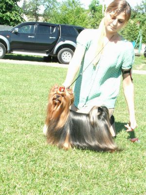 Dog Photo