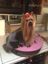 Dog Photo