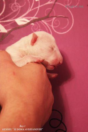 Dog Photo