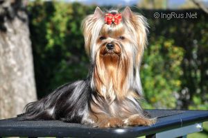 Dog Photo