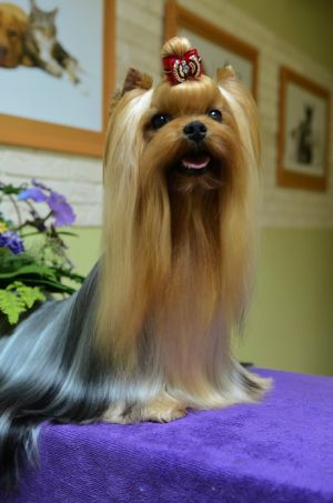 Dog Photo