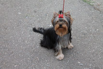 Dog Photo