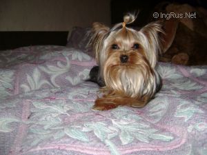 Dog Photo