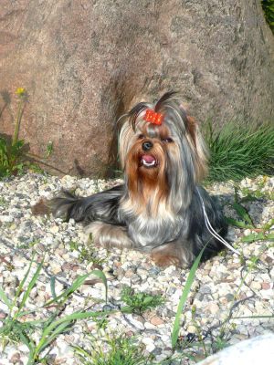 Dog Photo