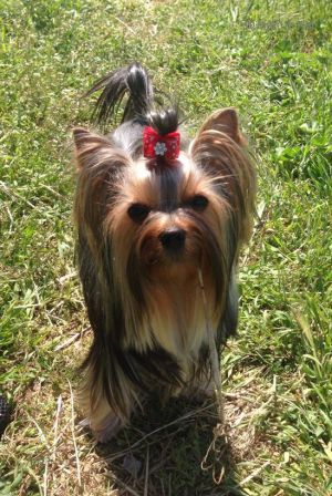 Dog Photo