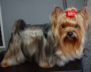 Dog Photo