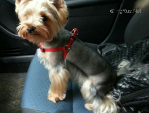 Dog Photo