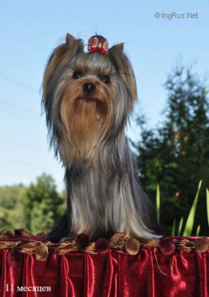 Dog Photo