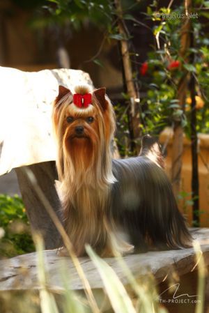 Dog Photo