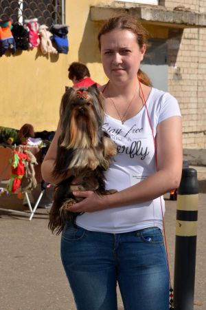 Dog Photo