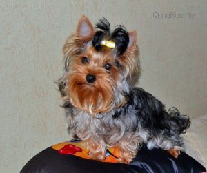 Dog Photo