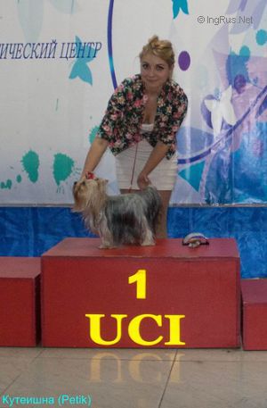 Dog Photo