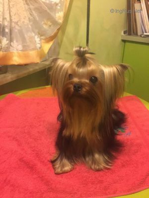 Dog Photo