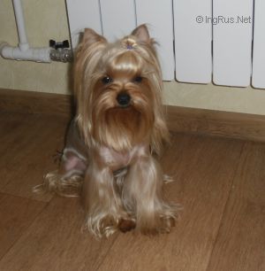 Dog Photo