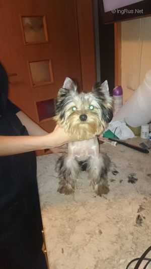 Dog Photo
