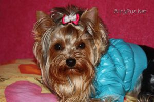 Dog Photo