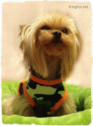 Dog Photo