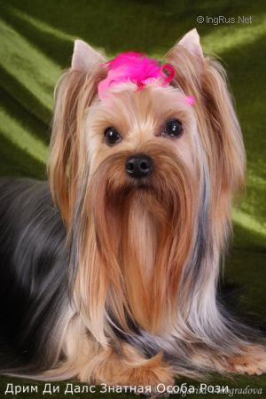 Dog Photo