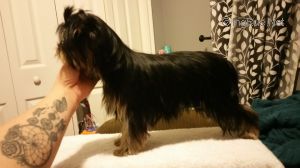 Dog Photo