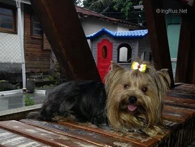 Dog Photo