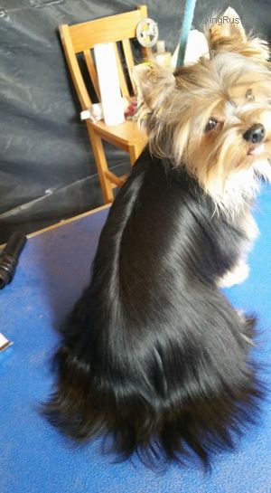 Dog Photo
