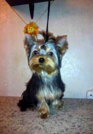 Dog Photo