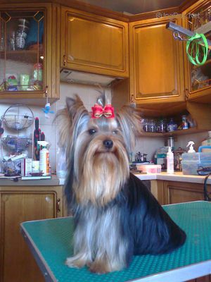 Dog Photo