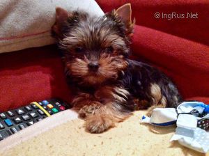 Dog Photo