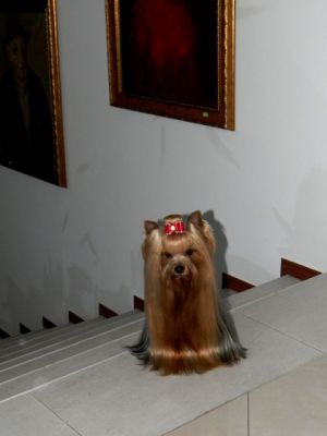 Dog Photo